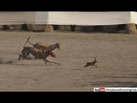 greyhound dog chasing rabbit videos