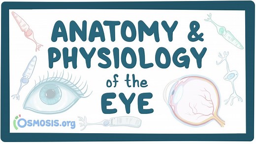 Anatomy and physiology of the eye: Video, Causes, & Meaning | Osmosis