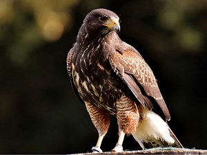 Falcon vs Hawk: Key Features To Differentiate Them