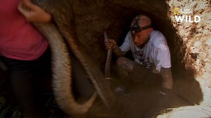 Ce chasseur parvient à capturer un pyhton dans sa tanière, à mains nues. | Nat Geo Wild France