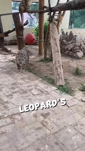 5.7K views · 97 reactions | This 100 Year Old Snow Leopard Found | History Facts | Facebook