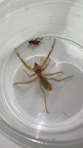 Camel Spider Vs. Cricket😤 The camel spider, despite its name, is not actually a spider or scorpion! With its own order, called Solifugae (over 1,000 species), which is Latin for “those who flee from the sun.” Solifugae lack the pedicel which occurs in spiders in order to spin webs, as well as spinnerets and silk! Although they appear to have 10 legs, they actually have 8! The 2 extra “legs” are sensory organs called pedipalps. Camel Spider can reach up to 6 inches in leg span, not nearly as big