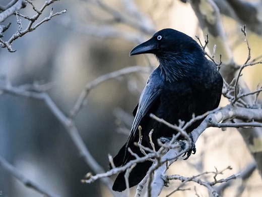 How to Attract Crows & Befriend Them