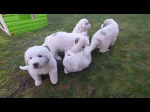 pyrenean mountain dog great pyrenees puppies