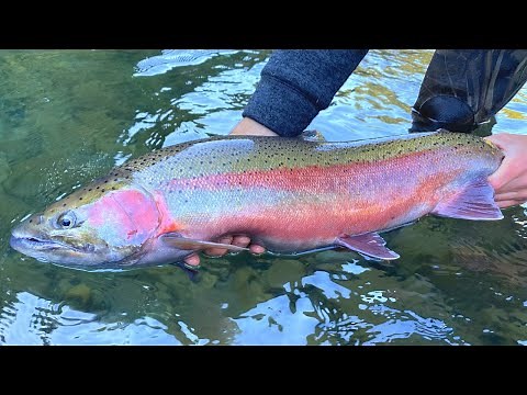 STEELHEAD CATCH N' COOK!