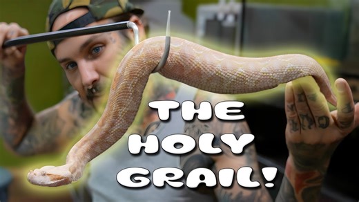 Moving Albino Gaboon Vipers Into New Vision Cages!