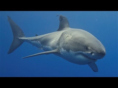 The Complete Guide to Sharks – Everything You Need to Know