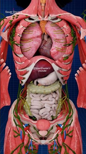 Smooth & Cardiac Muscles: Involuntary Muscle Action 💪🫀