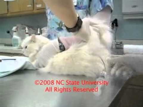 Colon Flush Technique