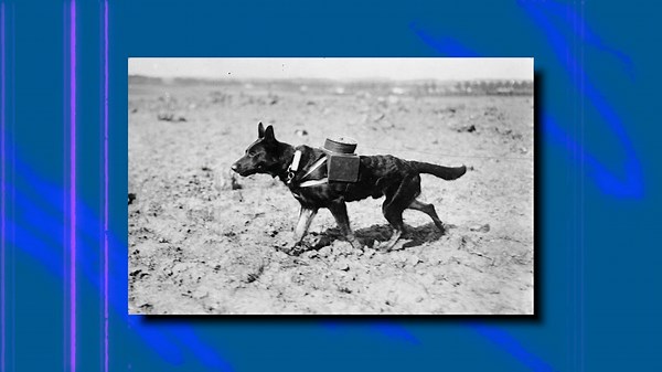 Exploding Dogs: When the USSR Went Too Far