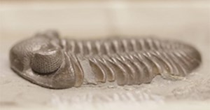 How Niles Eldredge's study of trilobite eyes led to the theory of punctuated equilibria and changed the way we think about evolution.