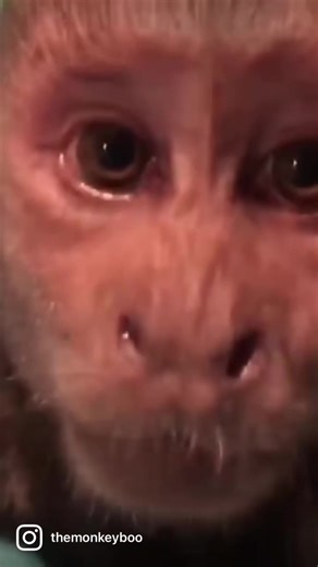 MonkeyBoo is the coolest monkey ever! #monkeys #capuchin #goat