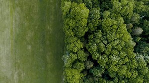 They Carry Us With Them: The Great Tree Migration – Emergence Magazine