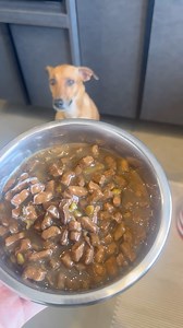 Julinho Casares on Instagram: "Café da manhã da Martina  com @everest_petfood Dá uma olhada nessa dica galera, sempre o melhor para à saúde dos nossos pets. "