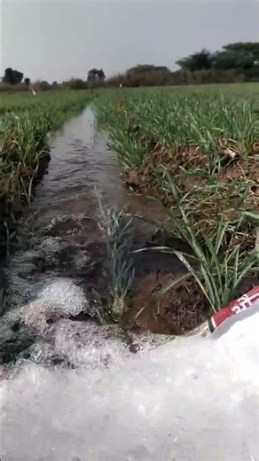 Wheat Field Irrigation: A Farmer’s Daily Routine 🌾💧