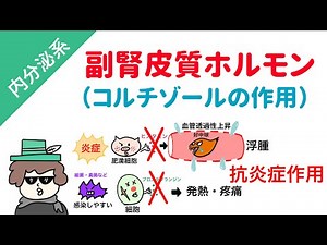 副腎皮質ホルモン（糖質コルチコイド・コルチゾールの作用）