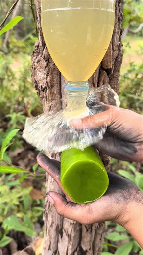 Essential Survival Skills for Bushcraft Enthusiasts