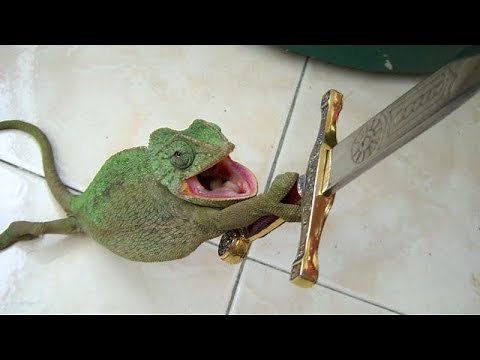 SMALL CUTE DRAGONS will make sure that YOU'LL LAUGH - The FUNNIEST LIZARD VIDEOS