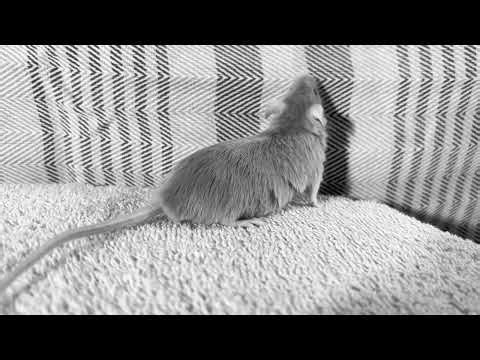 MOTM ver. 'Icarus' MV | ARTMS