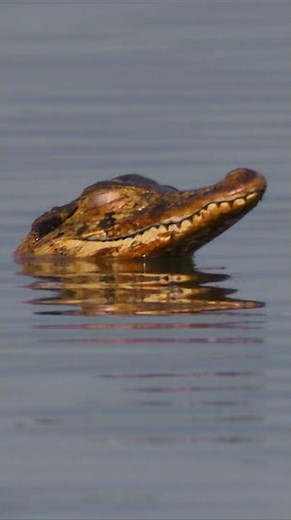 Meet one of the largest reptiles on the planet 🐊