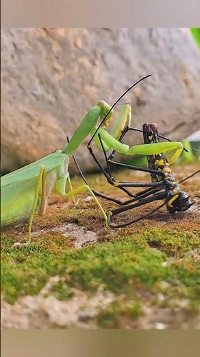"Spider vs Mantis – A Dramatic Battle for Survival"