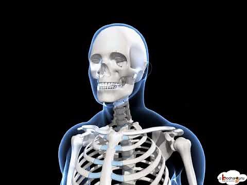 Human skeleton system overview (Senior)– 3D model and animation – in English