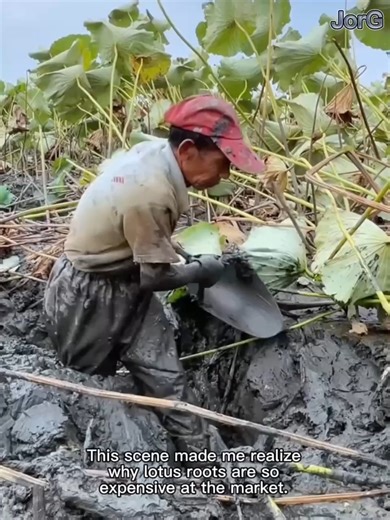 Deep in the Mud: The Untold Struggle of Lotus Farmers | JorG