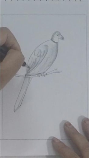 Simple Bird Sketch Painting | Pencil & Color Shading🎨🐦 Day -2 Tutorial #drawing #easydrawing #bird