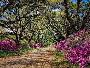How To Grow And Care For Azaleas - Bunnings Australia