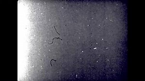 22K views · 237 reactions | This 1970 documentary is a compilation of silent black and white film footage shot by nine Japanese cameramen in Hiroshima and Nagasaki shortly after the U.S. Air Force dropped the first atomic bombs in early August 1945. Download or get more information at: https://archive.org/details/hiroshimanagasakiaugust1945 | Internet Archive | Facebook