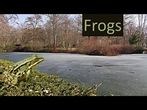 Frog facts