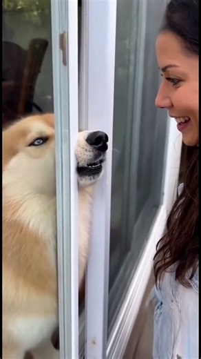 Happy dog. Kkkk #comedyvideos #springnguyen #funnyshorts