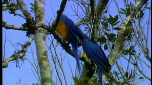 (2004) World Animals UK/Australian 2005 DVD (French)