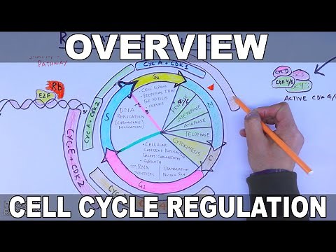 Cell Cycle Regulation | Basic Overview