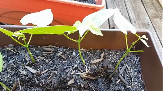 How to Grow Great Green Beans in Containers