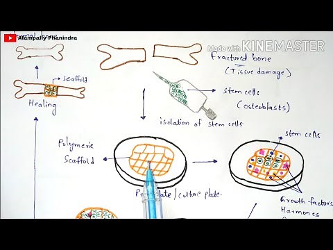 Tissue engineering | Technique | Procedure | Bio science