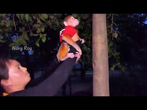 KT try to take new abandoned Rusty to sleep on tree but he don't know how to sleep on tree at night