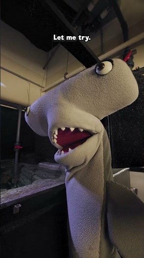 🐙 Meet Goji the giant Pacific octopus! #octopus #giantpacificoctopus #puppets #marinebiology