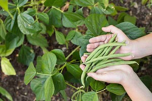 Everything You Need To Know Before Starting Green Beans Indoors | Plants Heaven