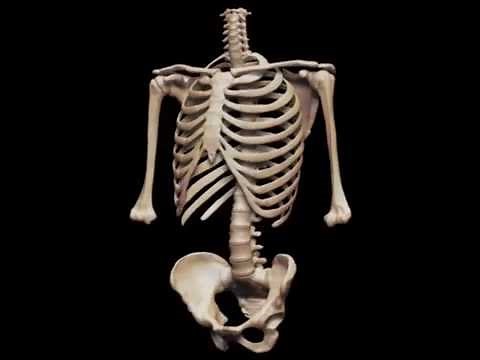 The Human Skeletal System