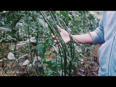 String beans ( batong ) farming picking stage..