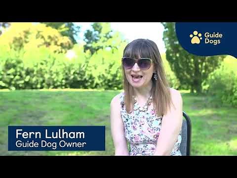 How are guide dogs trained