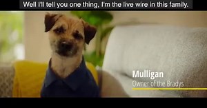 13K views · 116 reactions | Meet Mulligan, owner of the Brady family and the star of our new AA Car Insurance campaign. Mulligan is top dog in his house, he wants to know that his family are taken care of and that’s where we come in. With AA Car Insurance, our Members get fully comprehensive insurance to drive other cars too! Who’s got clever Car Insurance? | AA Ireland | Facebook