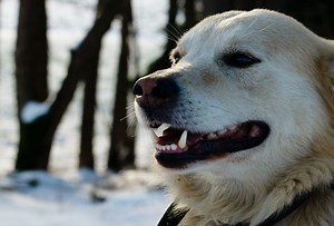5 Homemade Dog Toothpaste Recipes for Happy Teef | Sidewalk Dog