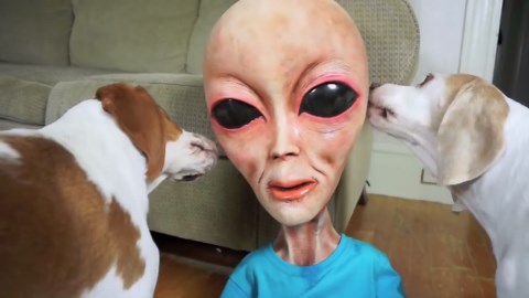 Dog confronts alien in disguise prank at home