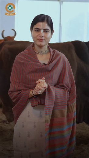 GSD Animal Hospital on Instagram: "At GSD Gau Seva Dham, every injured cow deserves a second chance at life. 🐄❤️ Many cows rescued after road accidents lose a leg, but with dedicated treatment, love, and care, they learn to walk again on three legs and live with dignity. Today, nearly 40–50 such brave cows are being looked after here, safe for life, with food, shelter, warmth, and affection. This is not just treatment… it’s a lifetime commitment to compassion. 🙏✨ You can join this beautiful se