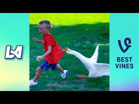 TRY NOT TO LAUGH Funny Videos - Funniest Unexpected Fails Compilation