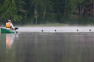 Understanding Social Gatherings: The Basics - The Loon Project