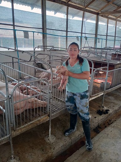 African swine fever - WOAH - World Organisation for Animal Health