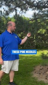 No Grass Under Pine Trees? Here’s the Real Reason If you always have bare spots under pine trees, it’s often a soil pH issue. Pine needles can push the soil more acidic over time, and grass struggles to root and spread in acidic soil. Quick fix: spread lime in those thin areas to help raise the pH, then seed and water like normal. #LawnCare #SoilPH #PineNeedles #BareSpots #LawnTips #SoilHealth #GrassSeed #Overseeding #YardCare #Lime | Blue Duck Lawn Care